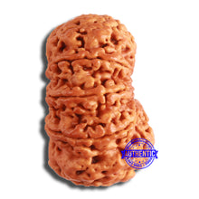 Load image into Gallery viewer, 10 Mukhi Nepalese Rudraksha - Bead No. 397
