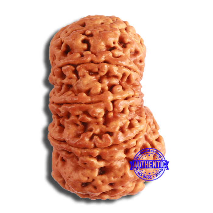 10 Mukhi Nepalese Rudraksha - Bead No. 397