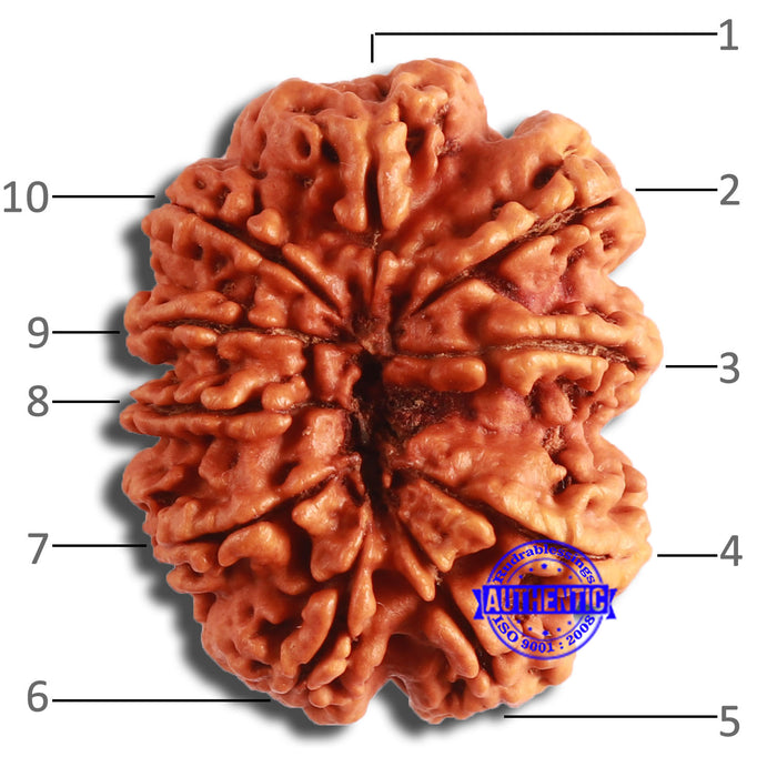 10 Mukhi Nepalese Rudraksha - Bead No. 398