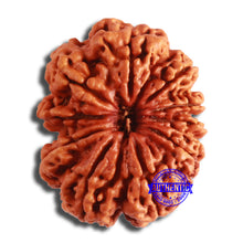 Load image into Gallery viewer, 10 Mukhi Nepalese Rudraksha - Bead No. 398
