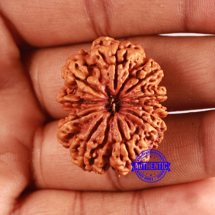 10 Mukhi Nepalese Rudraksha - Bead No. 398