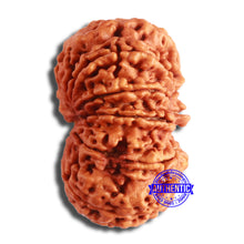 Load image into Gallery viewer, 10 Mukhi Nepalese Rudraksha - Bead No. 398
