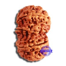 Load image into Gallery viewer, 10 Mukhi Nepalese Rudraksha - Bead No. 398
