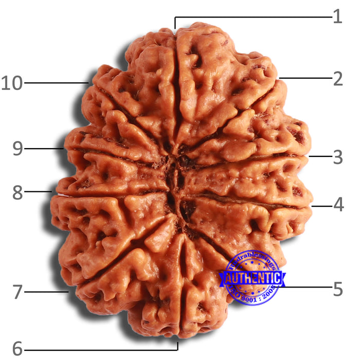 10 Mukhi Nepalese Rudraksha - Bead No. 399