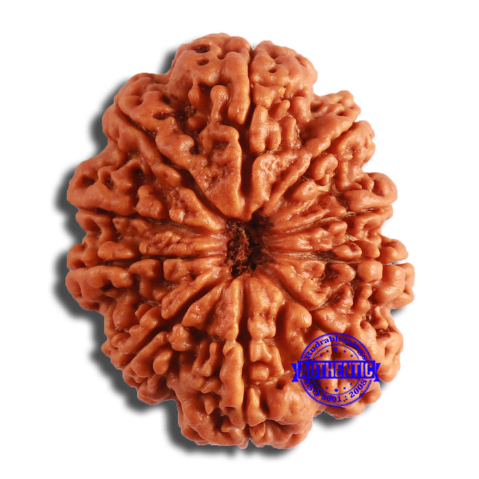 10 Mukhi Nepalese Rudraksha - Bead No. 399