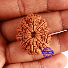 Load image into Gallery viewer, 10 Mukhi Nepalese Rudraksha - Bead No. 399
