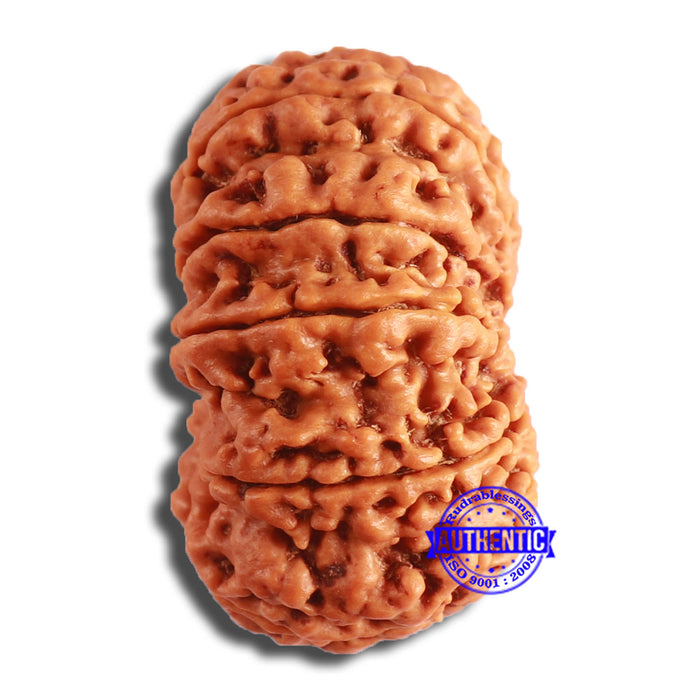 10 Mukhi Nepalese Rudraksha - Bead No. 399
