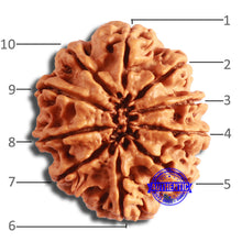 Load image into Gallery viewer, 10 Mukhi Nepalese Rudraksha - Bead No. 400

