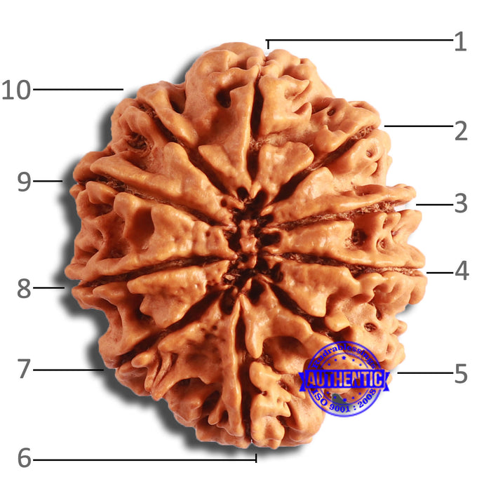 10 Mukhi Nepalese Rudraksha - Bead No. 400