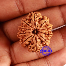Load image into Gallery viewer, 10 Mukhi Nepalese Rudraksha - Bead No. 400
