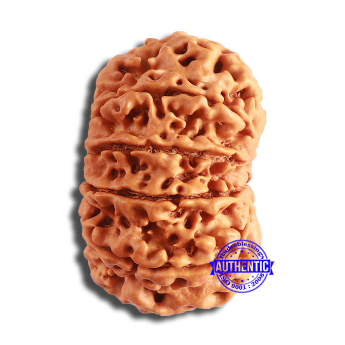 10 Mukhi Nepalese Rudraksha - Bead No. 400
