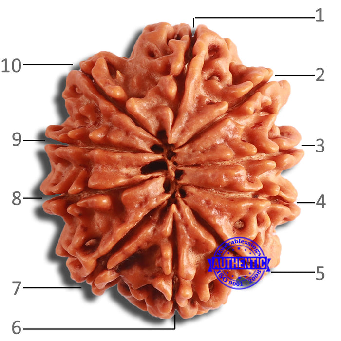 10 Mukhi Nepalese Rudraksha - Bead No. 401