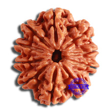 Load image into Gallery viewer, 10 Mukhi Nepalese Rudraksha - Bead No. 401
