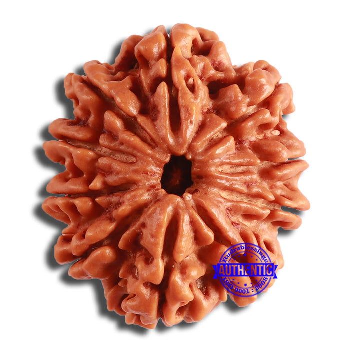 10 Mukhi Nepalese Rudraksha - Bead No. 401