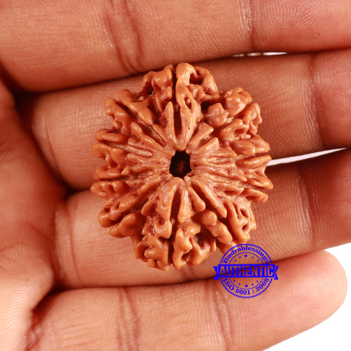 10 Mukhi Nepalese Rudraksha - Bead No. 401