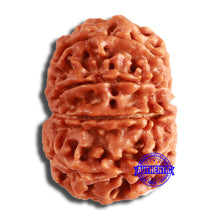 Load image into Gallery viewer, 10 Mukhi Nepalese Rudraksha - Bead No. 401
