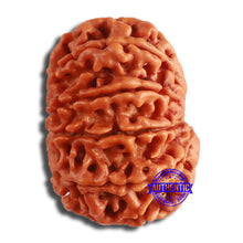 Load image into Gallery viewer, 10 Mukhi Nepalese Rudraksha - Bead No. 401
