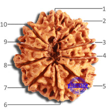 Load image into Gallery viewer, 10 Mukhi Nepalese Rudraksha - Bead No. 402

