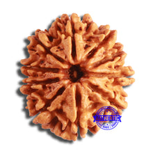 Load image into Gallery viewer, 10 Mukhi Nepalese Rudraksha - Bead No. 402
