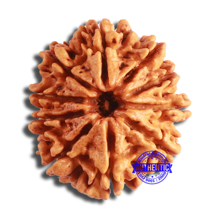 10 Mukhi Nepalese Rudraksha - Bead No. 402