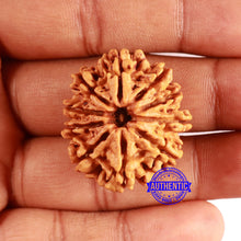 Load image into Gallery viewer, 10 Mukhi Nepalese Rudraksha - Bead No. 402
