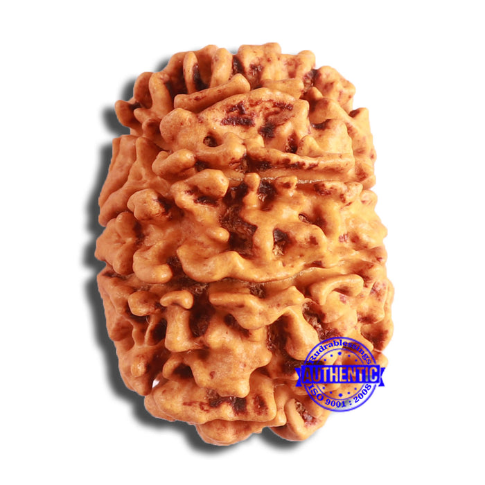 10 Mukhi Nepalese Rudraksha - Bead No. 402
