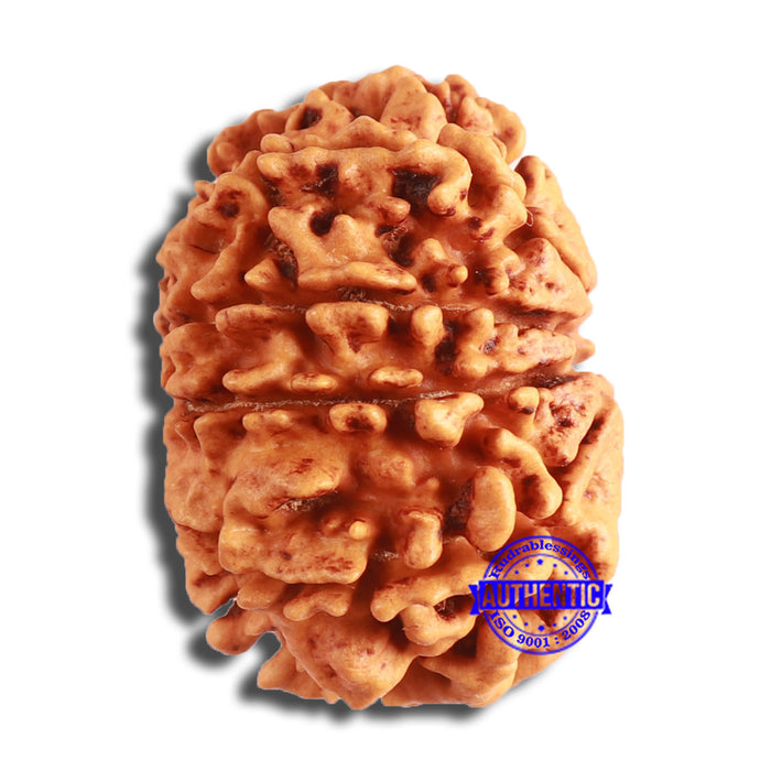 10 Mukhi Nepalese Rudraksha - Bead No. 402