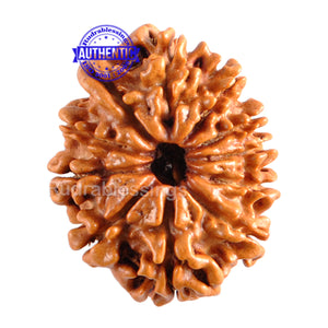 11 Mukhi Nepalese Rudraksha - Bead No. 104