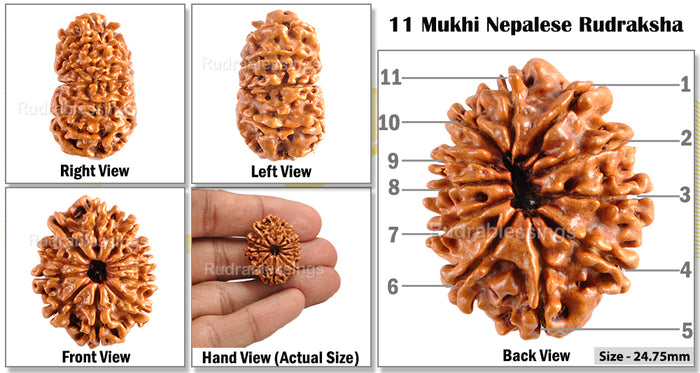 11 Mukhi Nepalese Rudraksha - Bead No. 104