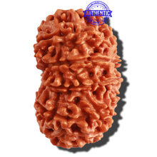 Load image into Gallery viewer, 11 Mukhi Nepalese Rudraksha - Bead No. 286
