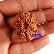Load image into Gallery viewer, 11 Mukhi Nepalese Rudraksha - Bead No. 287
