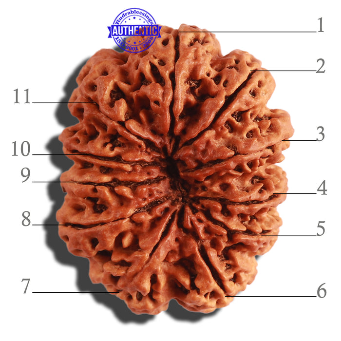 11 Mukhi Nepalese Rudraksha - Bead No. 287