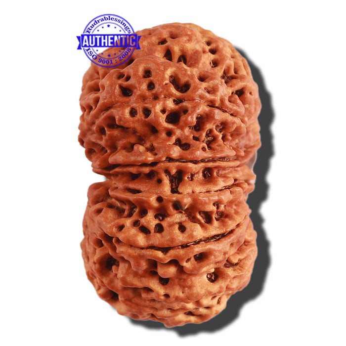 11 Mukhi Nepalese Rudraksha - Bead No. 287
