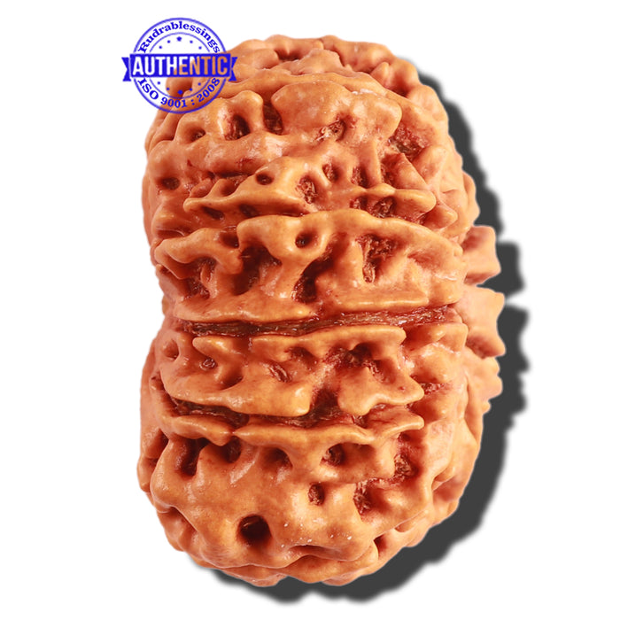 11 Mukhi Nepalese Rudraksha - Bead No. 288