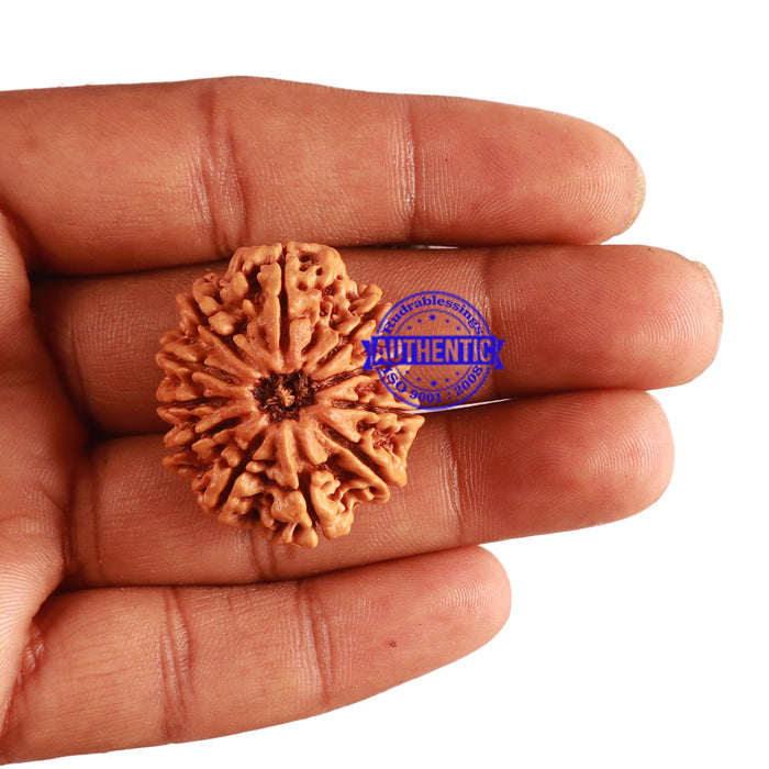 11 Mukhi Nepalese Rudraksha - Bead No. 289