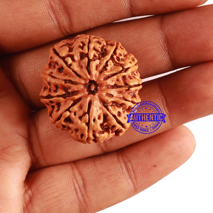 11 Mukhi Nepalese Rudraksha - Bead No. 290
