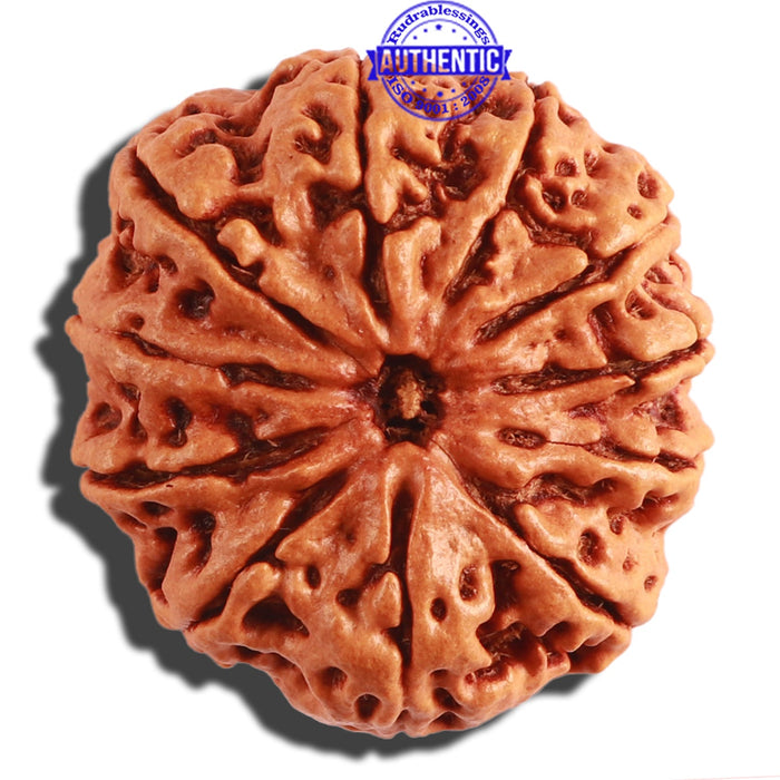 11 Mukhi Nepalese Rudraksha - Bead No. 290