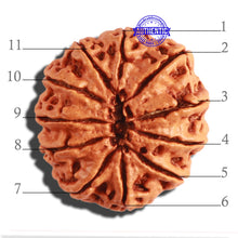 Load image into Gallery viewer, 11 Mukhi Nepalese Rudraksha - Bead No. 290

