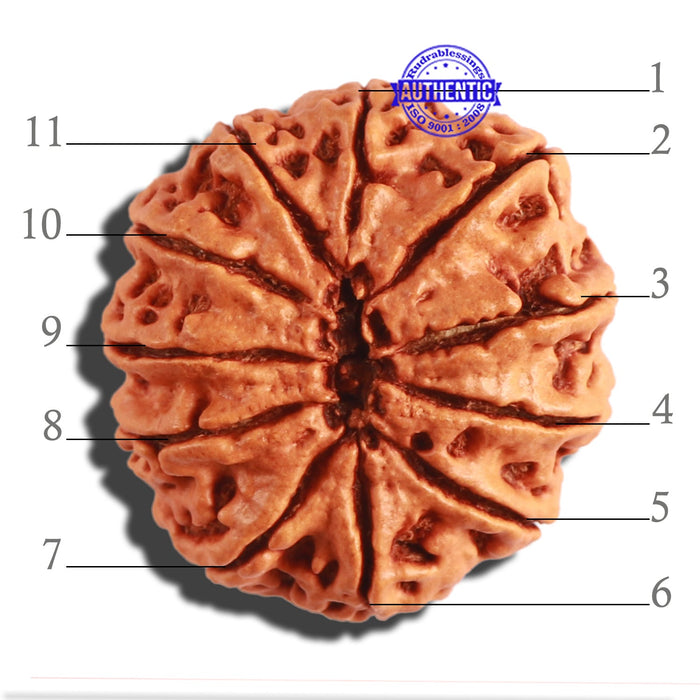 11 Mukhi Nepalese Rudraksha - Bead No. 290