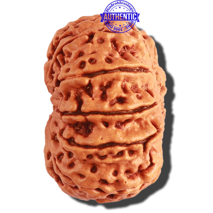 11 Mukhi Nepalese Rudraksha - Bead No. 290