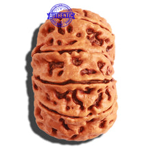 Load image into Gallery viewer, 11 Mukhi Nepalese Rudraksha - Bead No. 290
