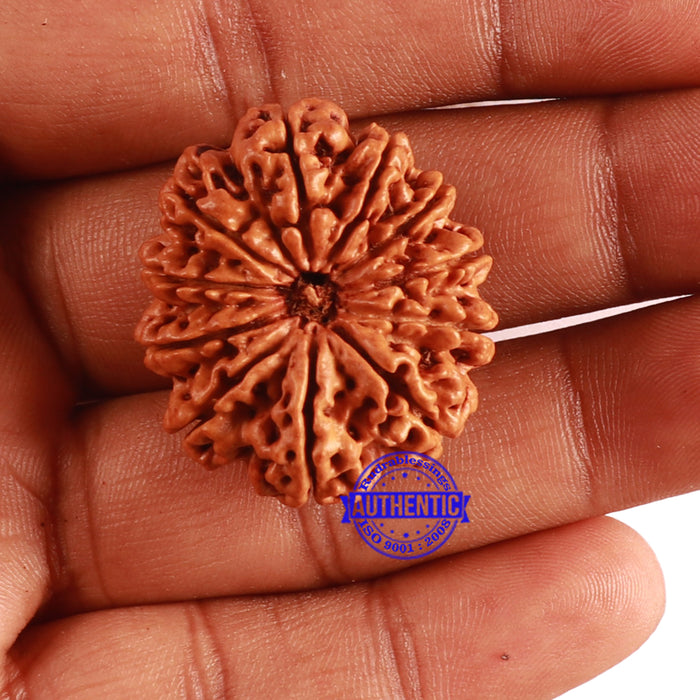 11 Mukhi Nepalese Rudraksha - Bead No. 291