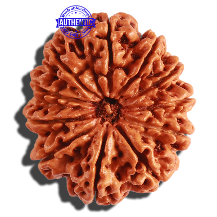 11 Mukhi Nepalese Rudraksha - Bead No. 291