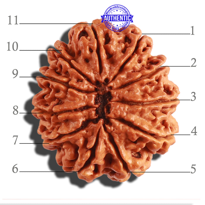 11 Mukhi Nepalese Rudraksha - Bead No. 291