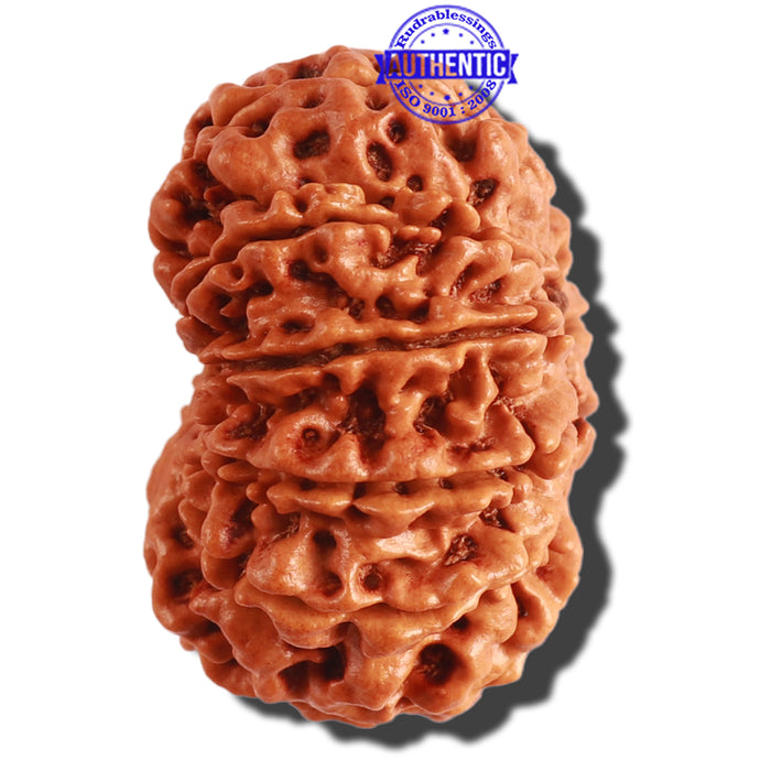 11 Mukhi Nepalese Rudraksha - Bead No. 291