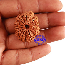 Load image into Gallery viewer, 11 Mukhi Nepalese Rudraksha - Bead No. 292
