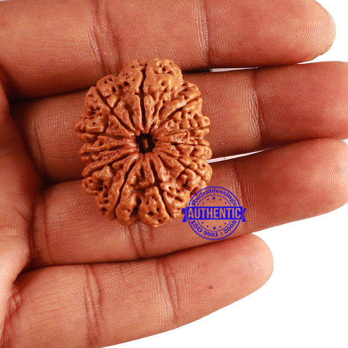 11 Mukhi Nepalese Rudraksha - Bead No. 292