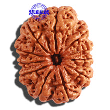 Load image into Gallery viewer, 11 Mukhi Nepalese Rudraksha - Bead No. 292
