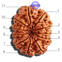 Load image into Gallery viewer, 11 Mukhi Nepalese Rudraksha - Bead No. 292
