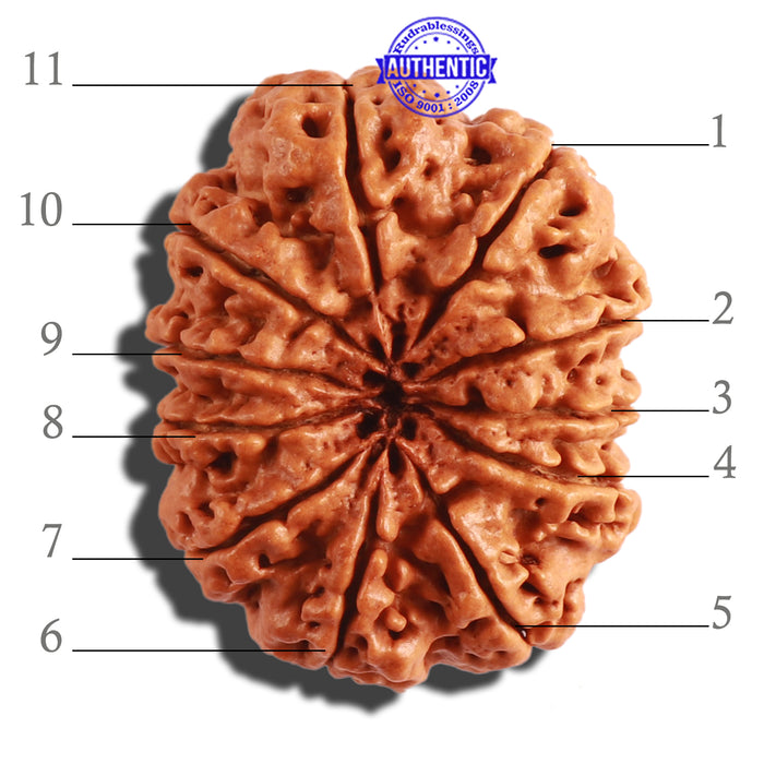 11 Mukhi Nepalese Rudraksha - Bead No. 292